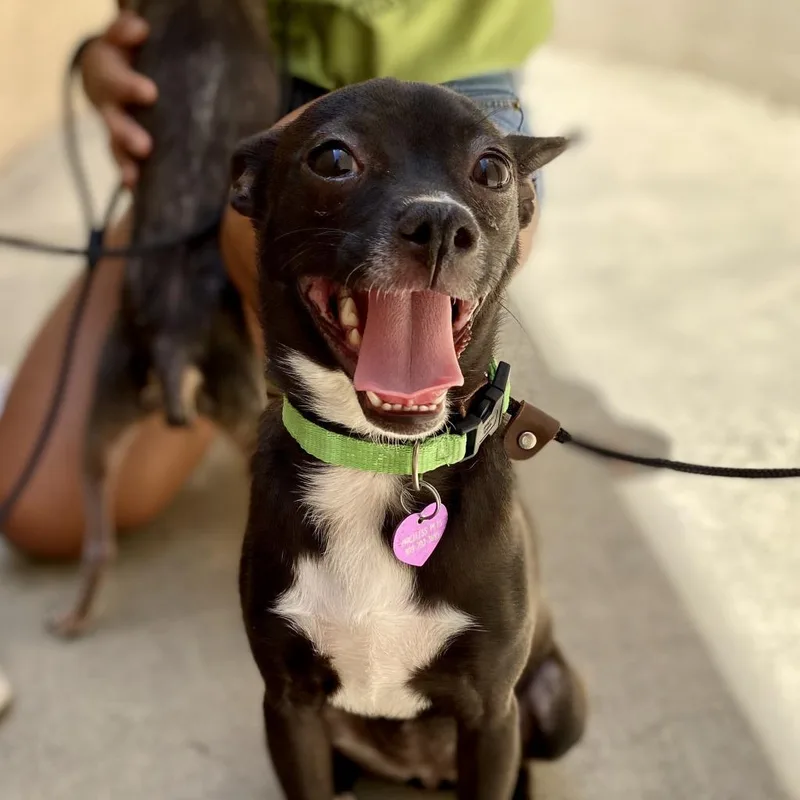 Tija  Chino Hills thumbnail 2