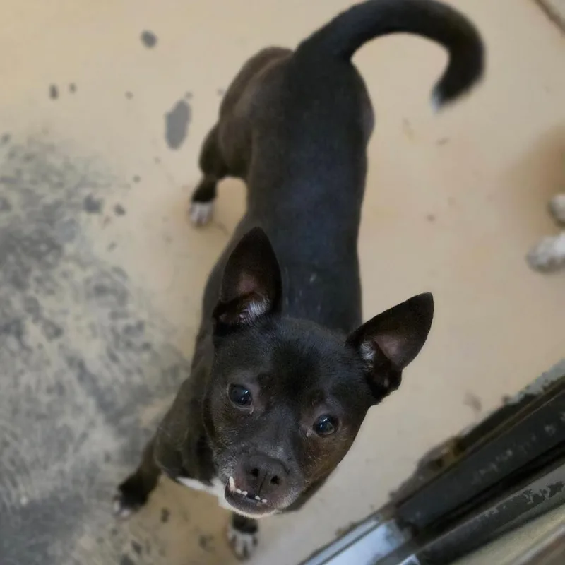 Tija  Chino Hills thumbnail 4