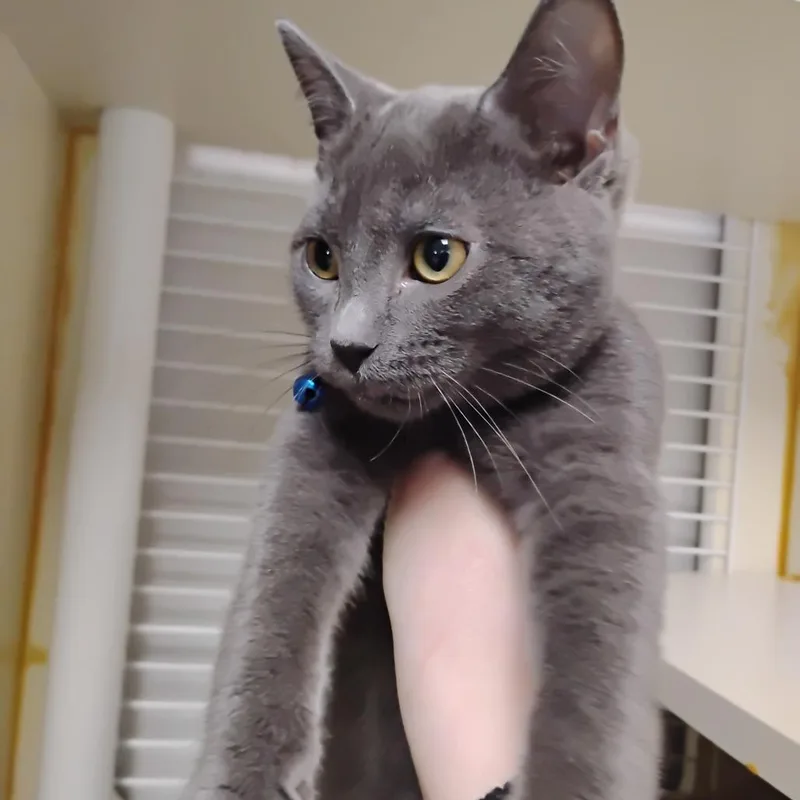 A baby small-sized male Gray / Blue / Silver Domestic Short Hair cat named Tiger for adoption in Newark, DE