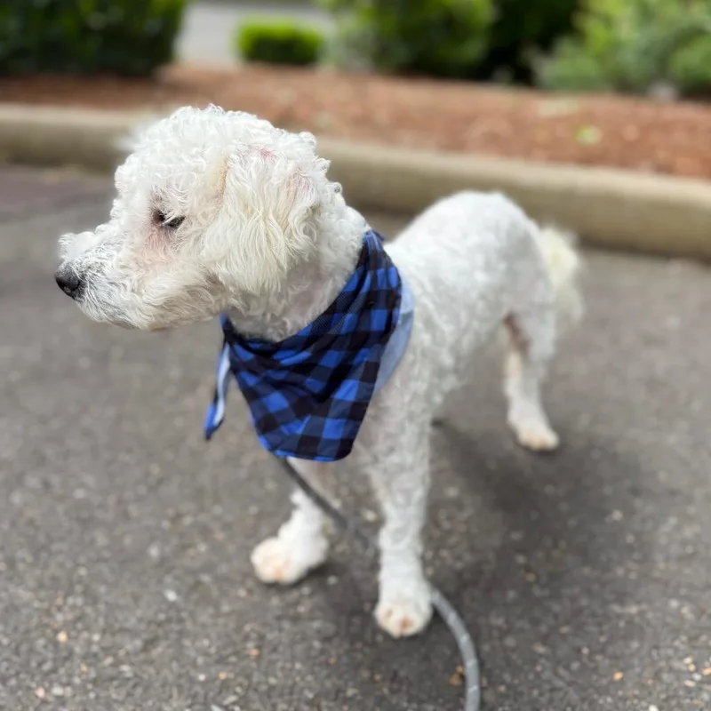 A young small-sized male White / Cream Miniature Poodle dog named Manny for adoption in Newberg, OR