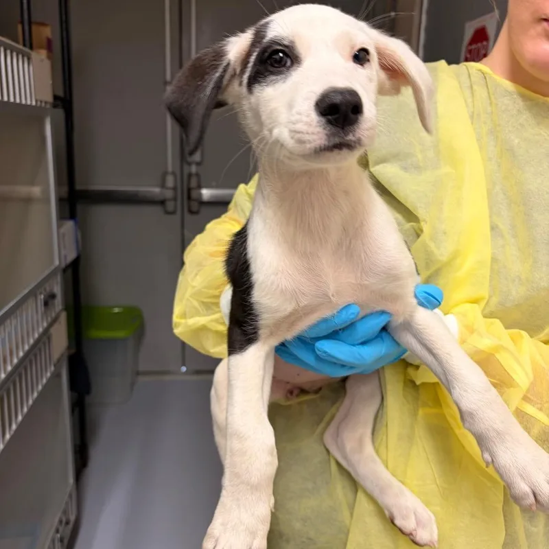A baby small-sized female Pit Bull Terrier dog named Saturn for adoption in Concord, NC