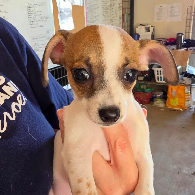 A baby small-sized female White / Cream Mixed Breed dog named Clawdeen Wolf for adoption in Leander, TX