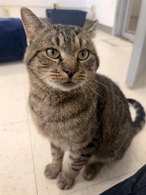 An adult medium-sized male Domestic Short Hair cat named Guitar Hero for adoption in Boston, MA