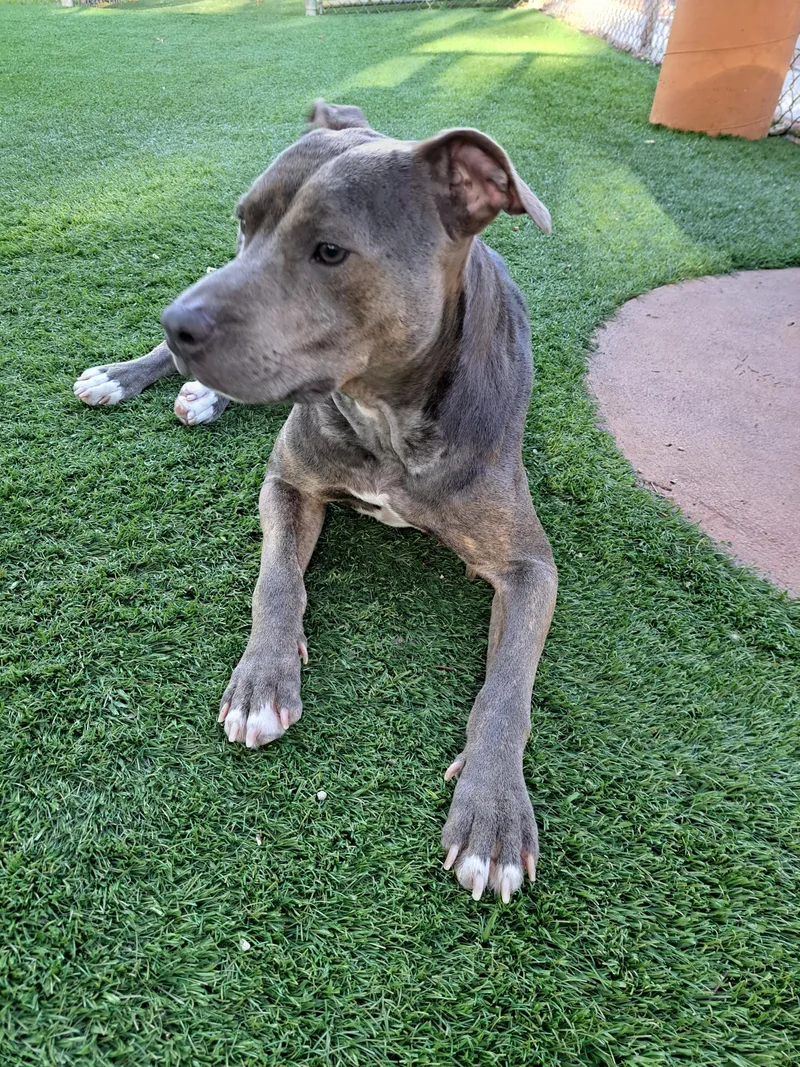 A young medium-sized female Bicolor Terrier dog named Maya for adoption in Hialeah, FL