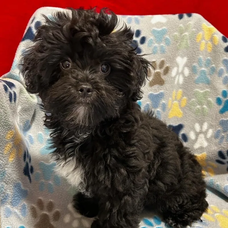 A young small-sized female Black Poodle (Toy) dog named Onyx for adoption in Bartonsville, PA