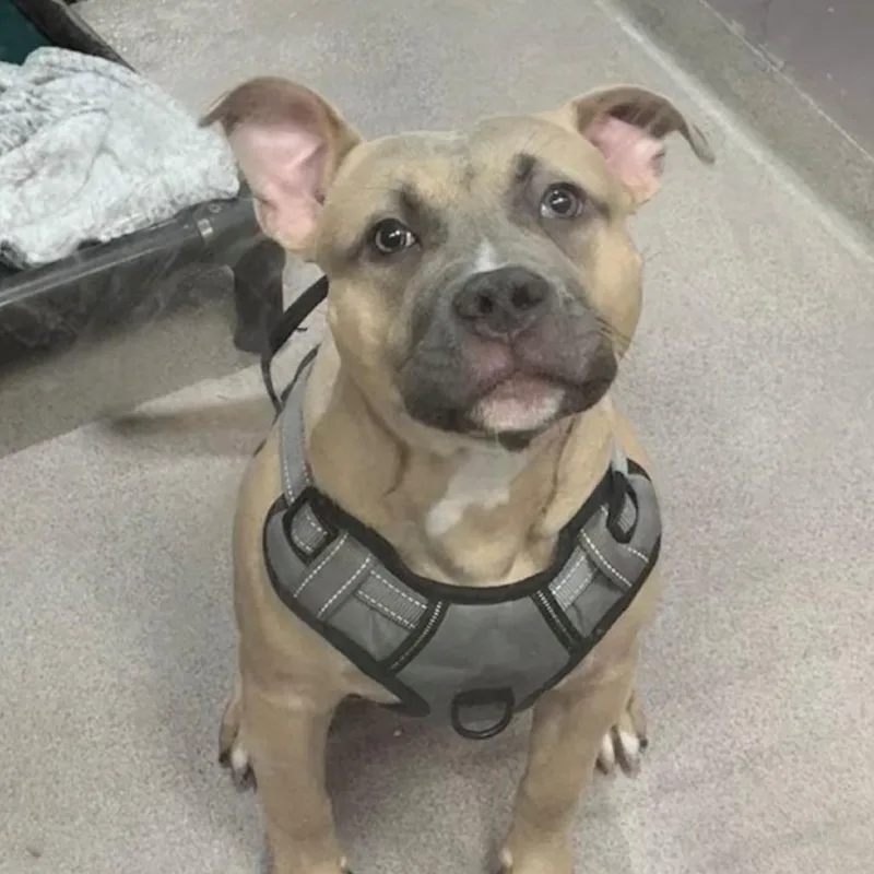 A baby medium-sized male Yellow / Tan / Blond / Fawn Pit Bull Terrier dog named Willie for adoption in Branford, CT