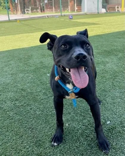 An adult medium-sized female Mixed Breed dog named Fanta for adoption in Independence, MO