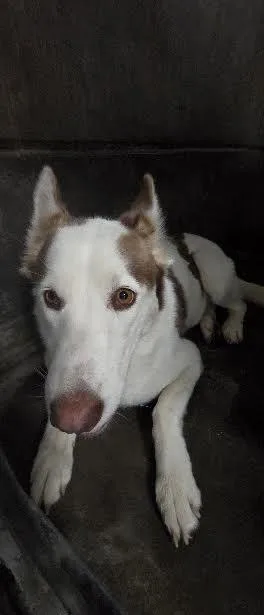 A young large-sized female Husky dog named Heaven for adoption in Los Angeles, CA