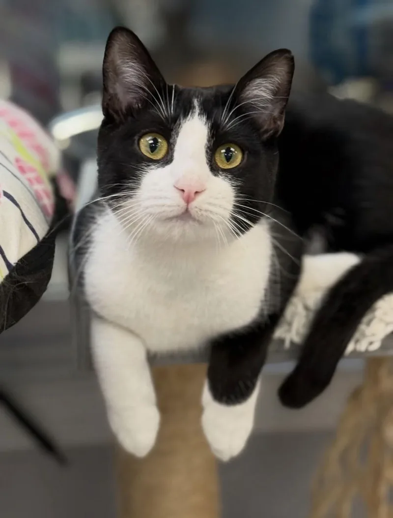 Radicchio thumbnail 2