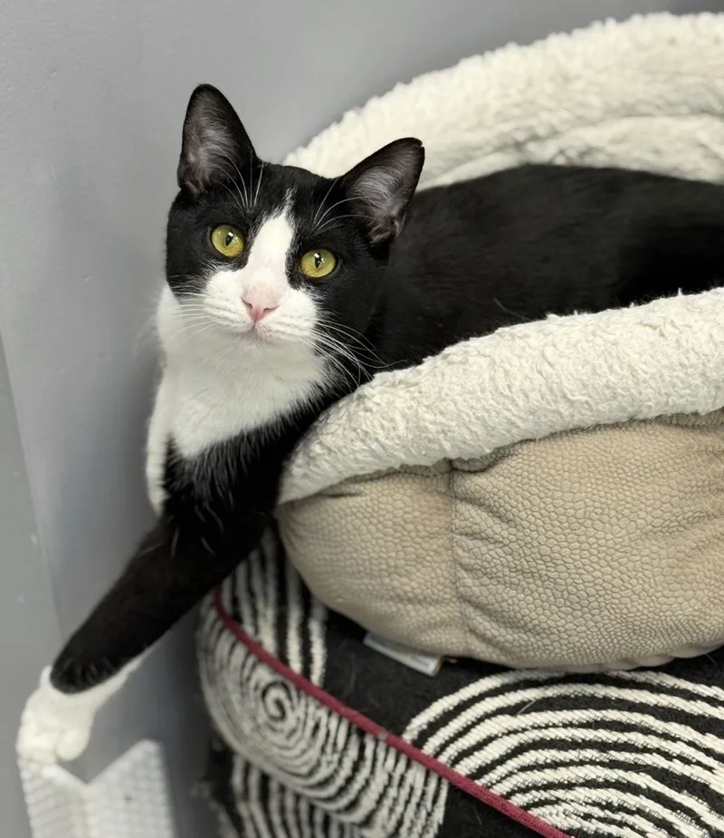 Radicchio thumbnail 3