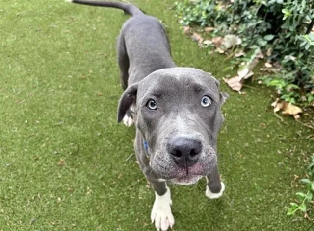 A young small-sized male Pit Bull Terrier dog named Bluey for adoption in Saint Louis, MO