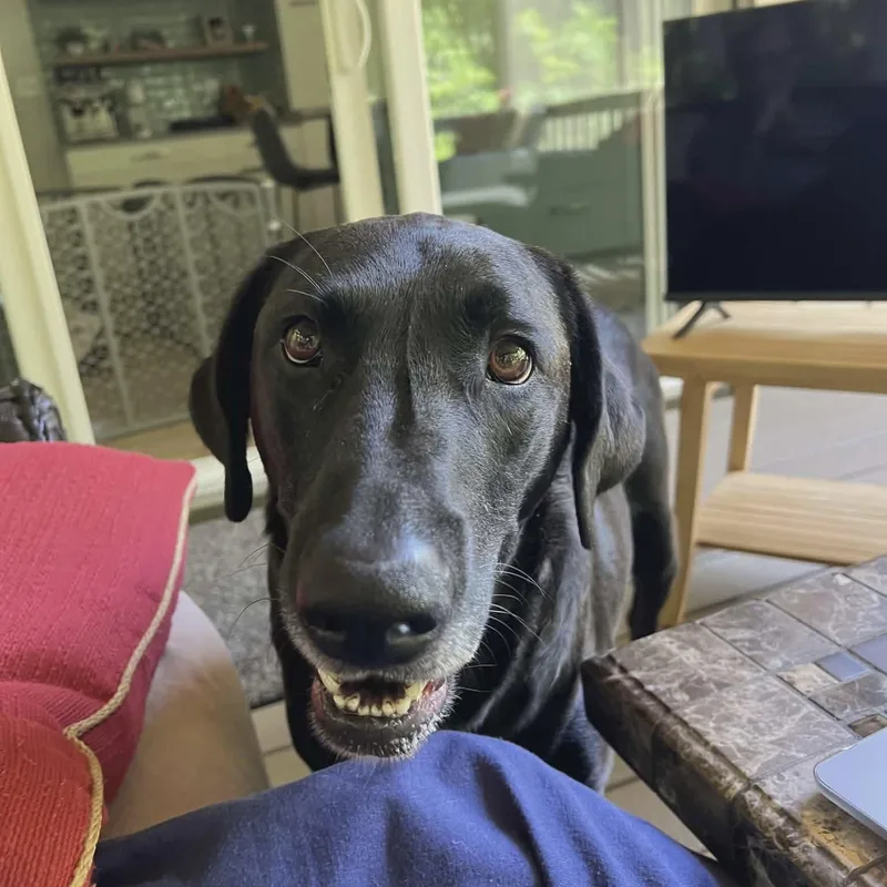 Pepper thumbnail 3