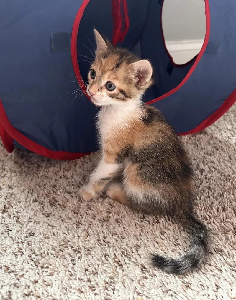 A baby medium-sized female Calico cat named Kuma for adoption in Buford, GA