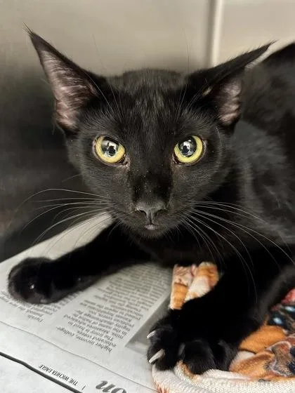 An adult medium-sized female Black Domestic Short Hair cat named Rory for adoption in Wichita, KS