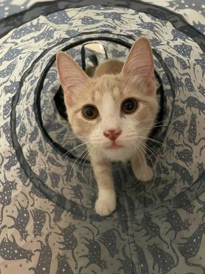 A baby medium-sized female Domestic Short Hair cat named Pumpernickel for adoption in Savannah, GA