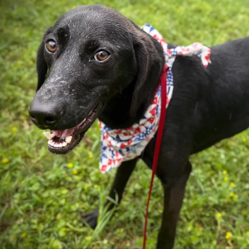 A young medium-sized female Black Mixed Breed dog named Ciarra for adoption in Buffalo, MN