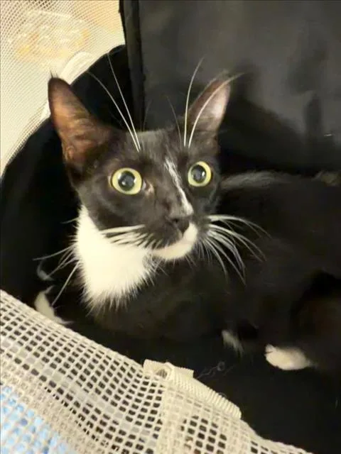 An adult medium-sized female Domestic Short Hair cat named Kitsy for adoption in Woodland, CA