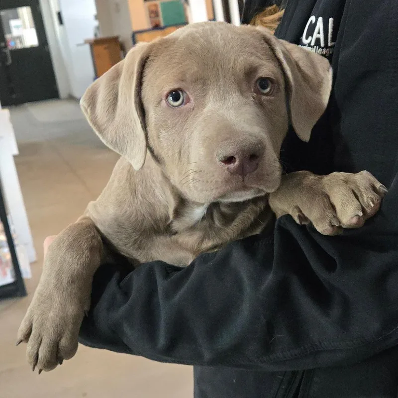 Chameleon thumbnail 2