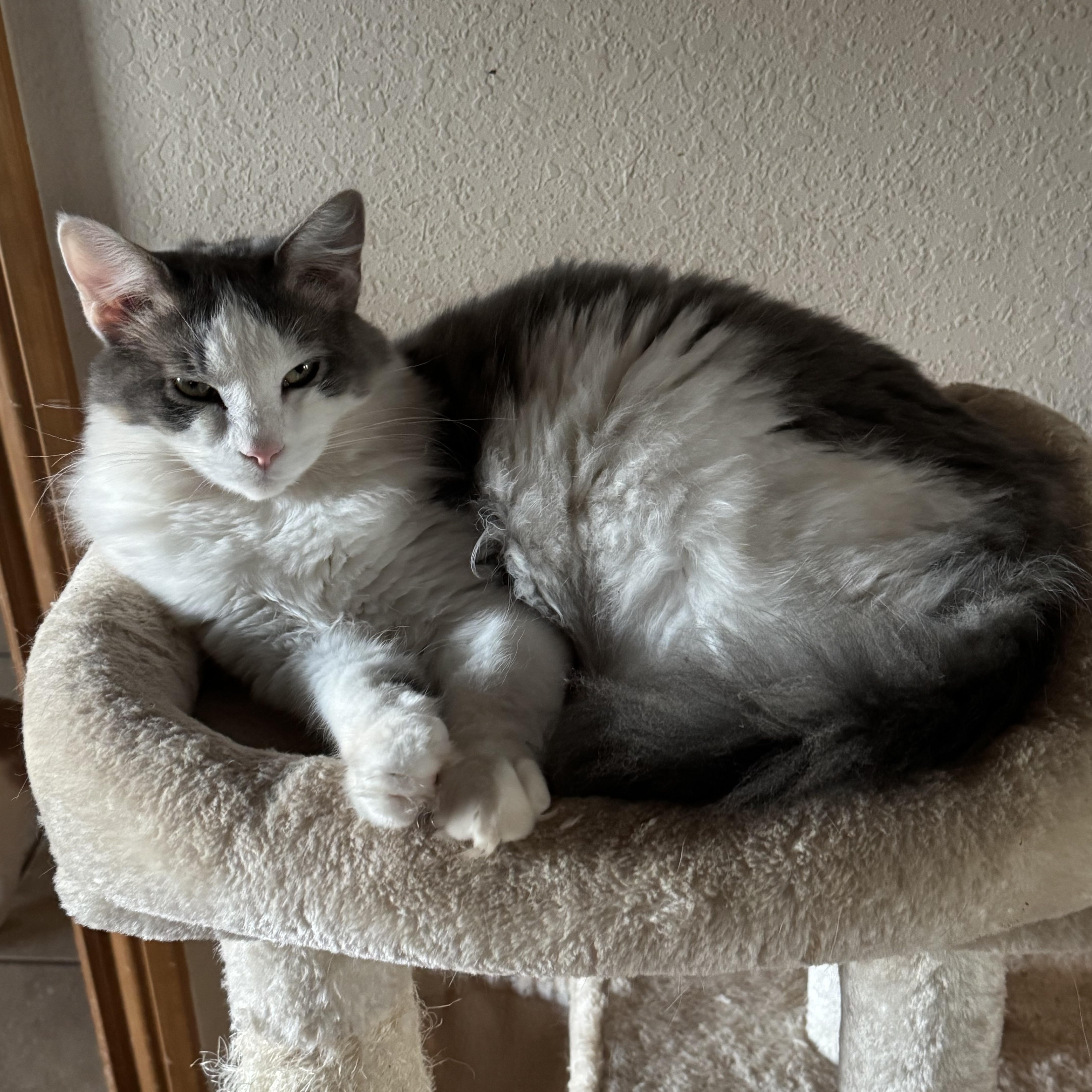 A young small-sized male Gray & White Domestic Medium Hair cat named Ash for adoption in Apache, OK