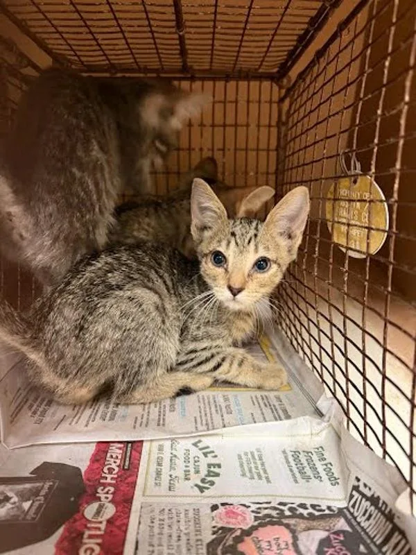 A baby small-sized male Domestic Short Hair cat named Onigumo for adoption in Austin, TX