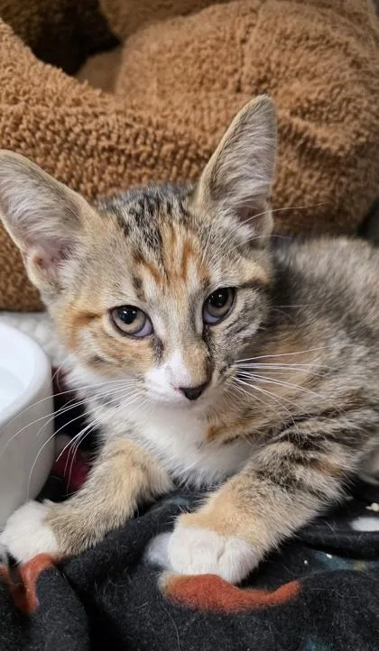 A young small-sized female Domestic Short Hair cat named Rumi for adoption in Phoenix, AZ