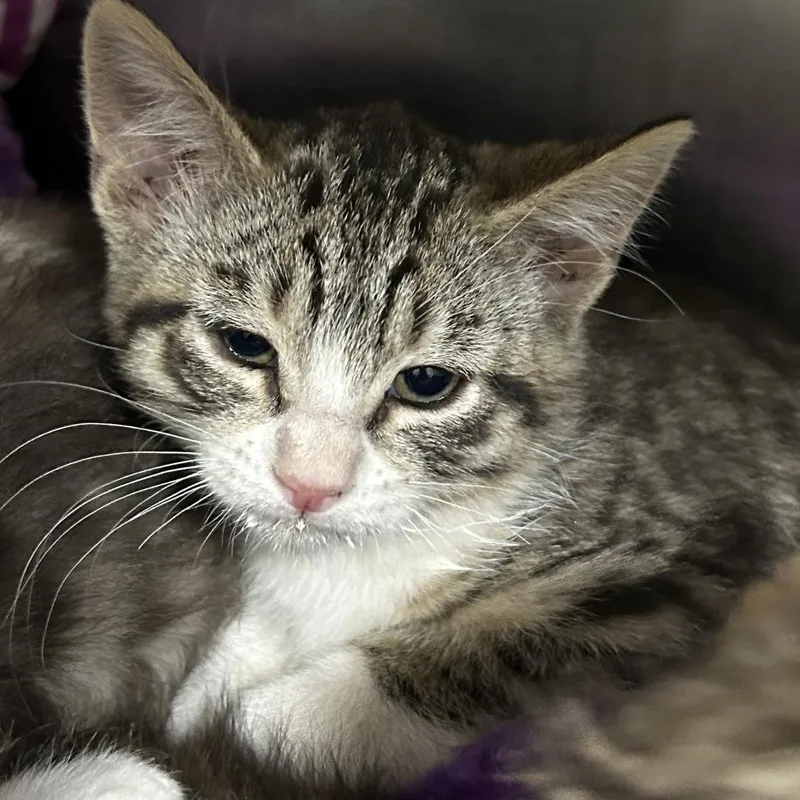 A baby small-sized female Brown / Chocolate Domestic Short Hair cat named Okapi for adoption in Taos, NM