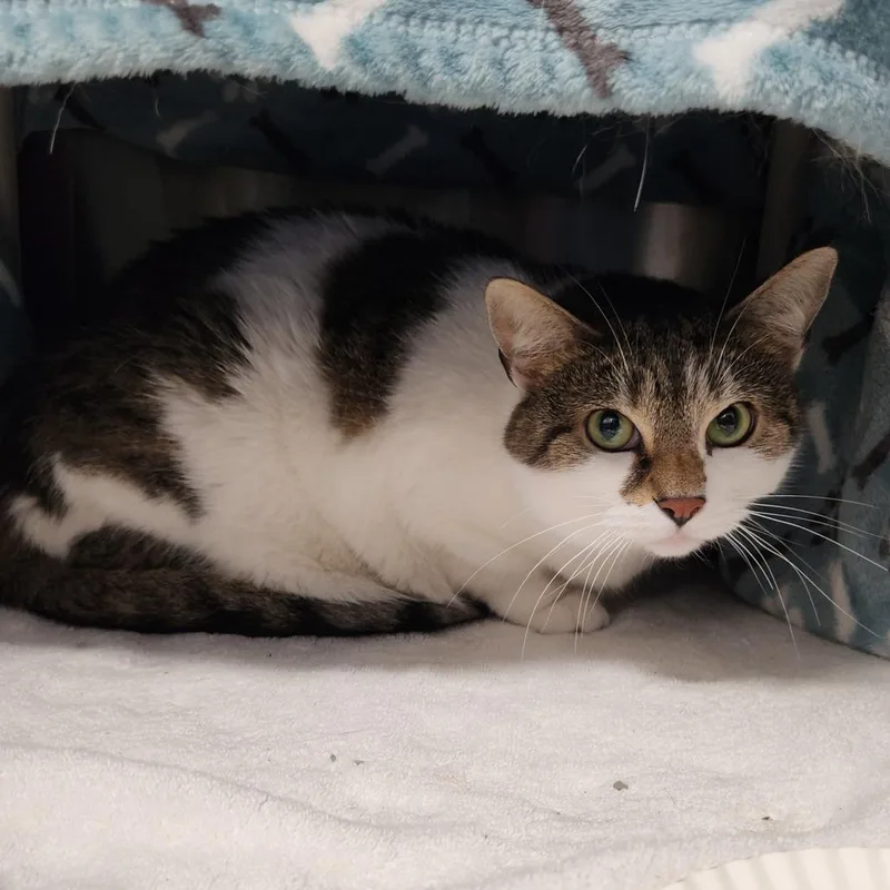 An adult large-sized female Brown / Chocolate American Shorthair cat named Lollipop for adoption in Fort Wayne, IN