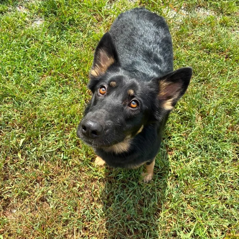 An adult medium-sized female Black German Shepherd Dog dog named Lottie for adoption in Hohenwald, TN