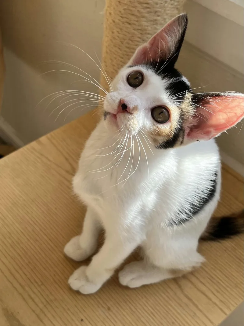 A baby medium-sized female Calico Domestic Short Hair cat named Lulu for adoption in Houston, TX