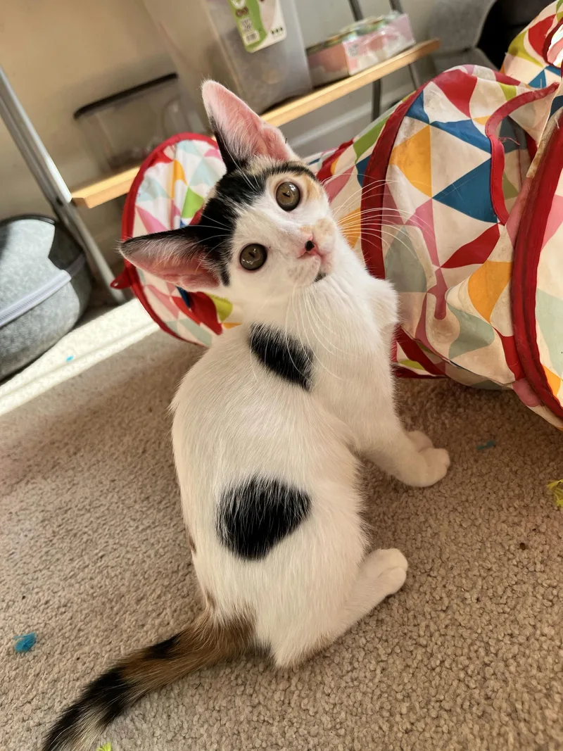 Lulu thumbnail 3