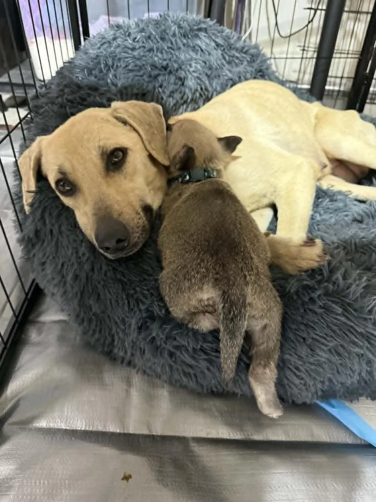 Callie  Located In thumbnail 2