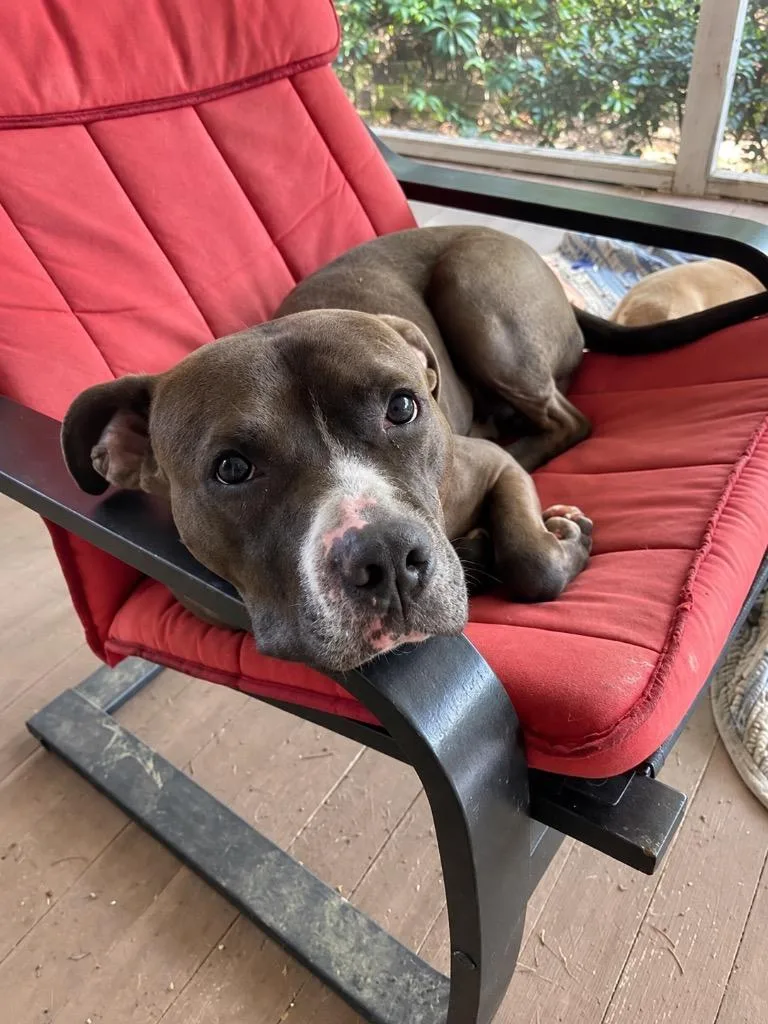 An adult large-sized male Pit Bull Terrier dog named Isaiah for adoption in Princeton, MA