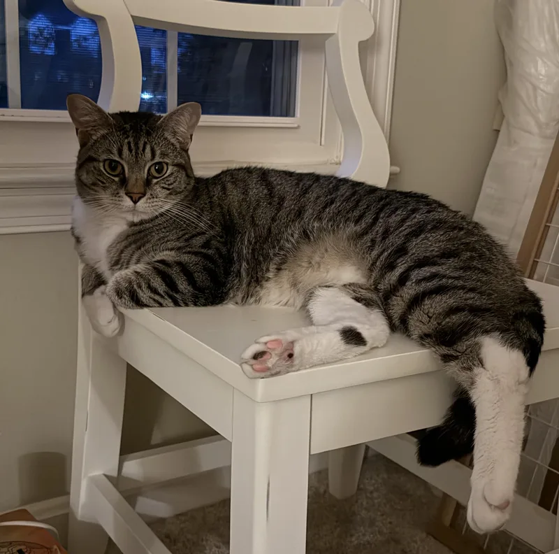 Apollo