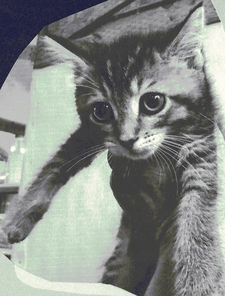 A baby medium-sized female Domestic Short Hair cat named Jeri Lynn for adoption in Pittsboro, NC
