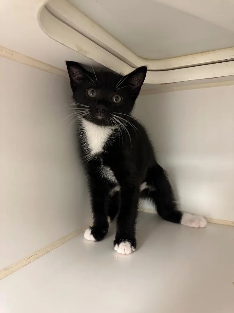 A baby medium-sized female Domestic Short Hair cat named Kiwi for adoption in Johnson City, TN