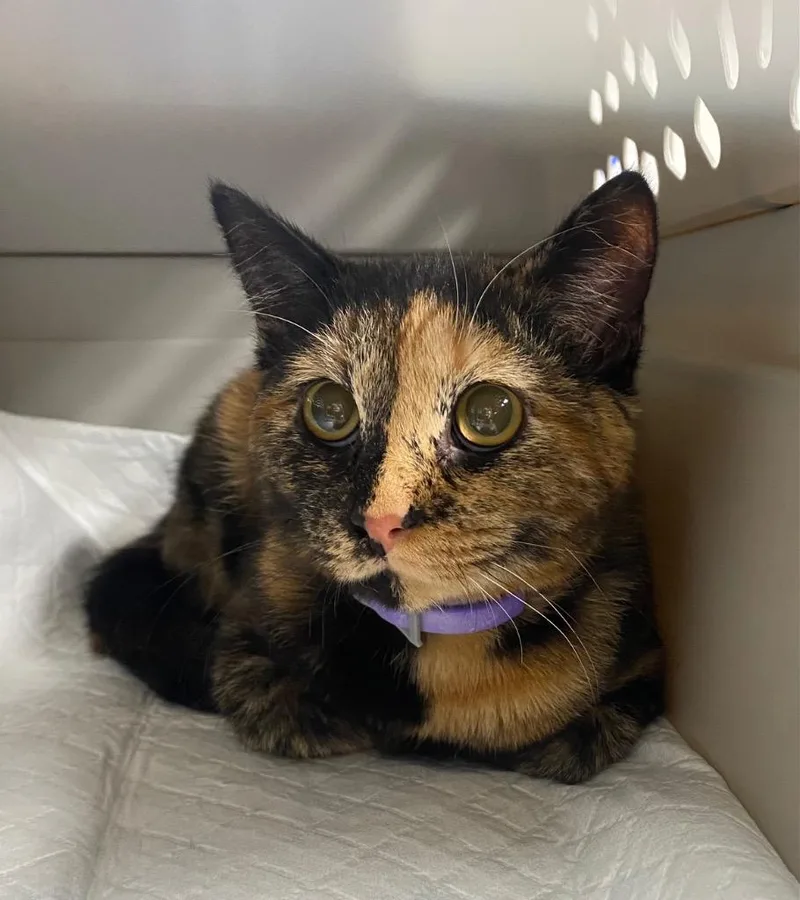 A baby small-sized female Domestic Short Hair cat named Acorn for adoption in Ewing, NJ