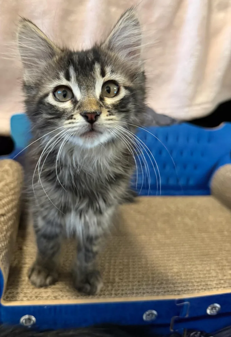 A young medium-sized male Tabby (Brown / Chocolate) Domestic Medium Hair cat named Rocky for adoption in Missoula, MT