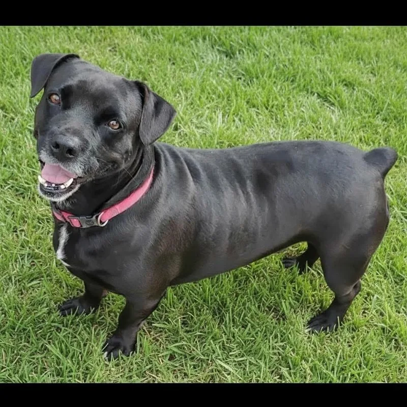 An adult medium-sized male Black Terrier dog named Goldo for adoption in Southport, CT
