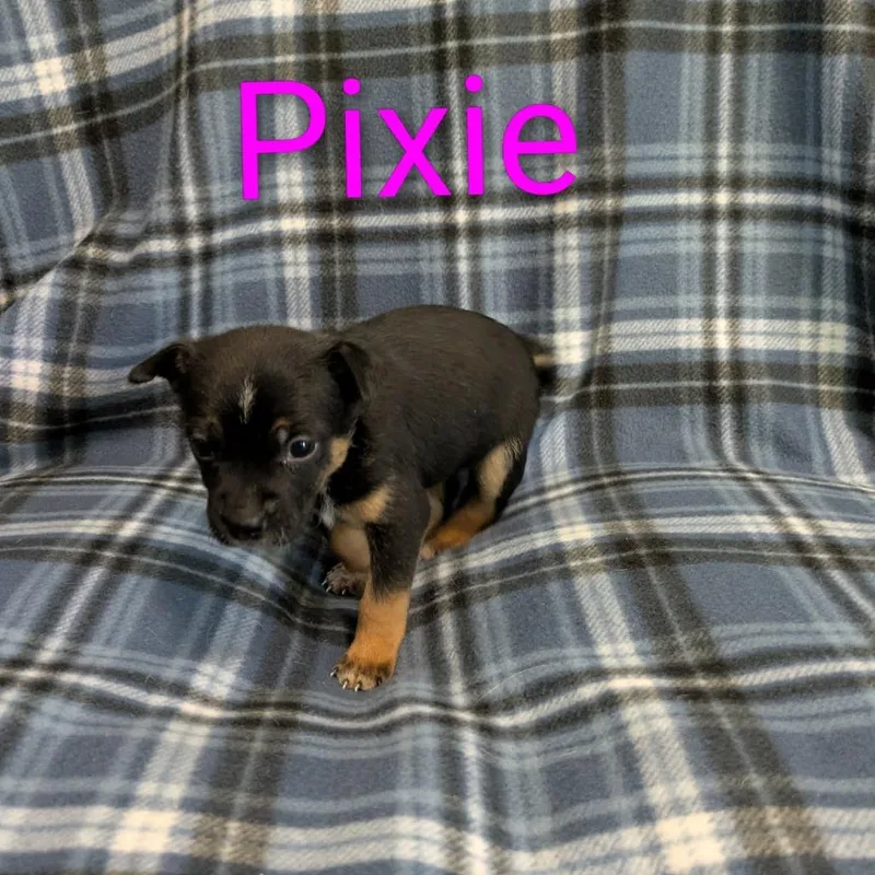 Pixie