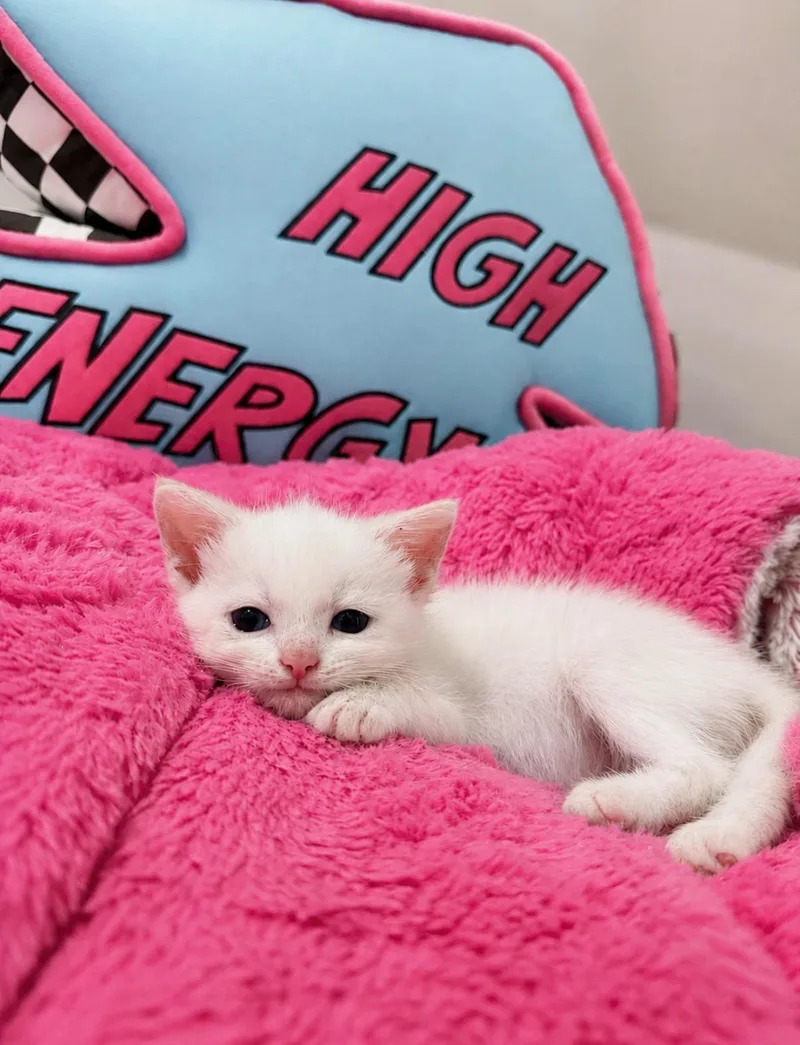 A baby small-sized male Flame Point Siamese cat named Marshmallow for adoption in Boca Raton, FL
