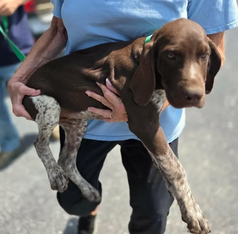A baby medium-sized male German Shorthaired Pointer dog named Dakota for adoption in Havertown, PA