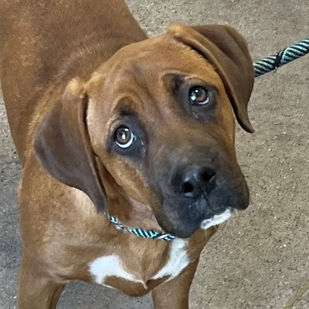 A young medium-sized female Yellow / Tan / Blond / Fawn Mixed Breed dog named Mirabel for adoption in Las Cruces, NM