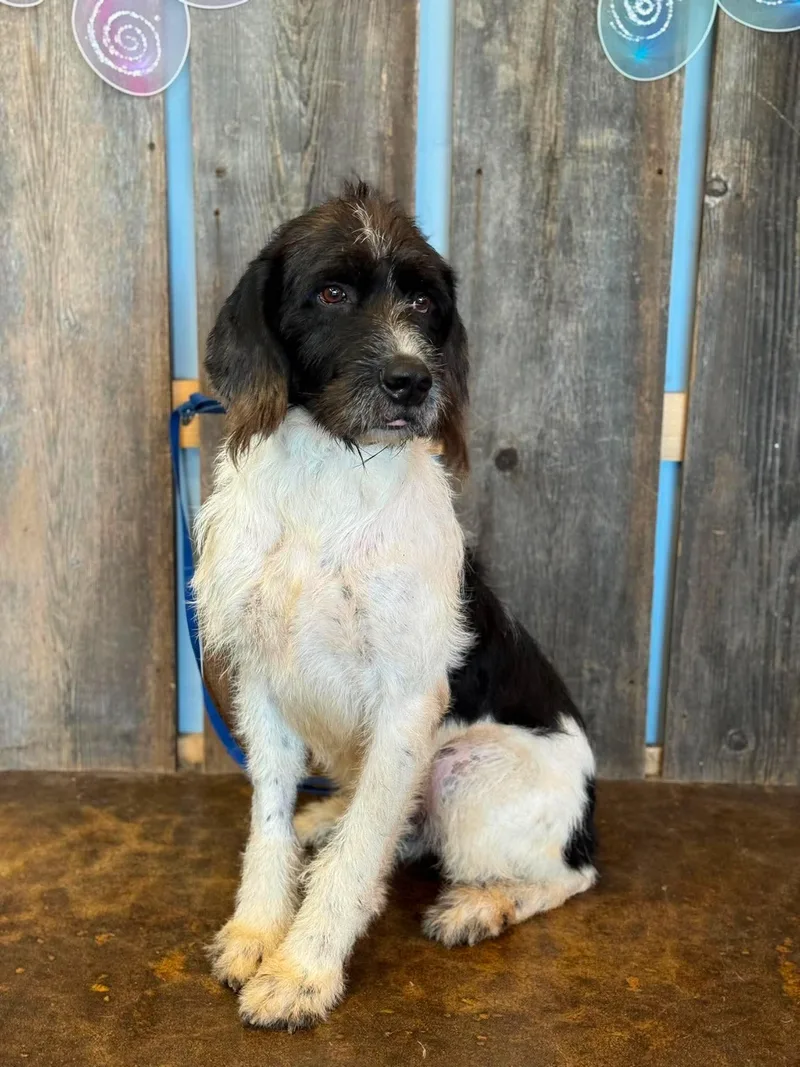 A young large-sized male Labradoodle dog named Oliver for adoption in Milwaukee, WI