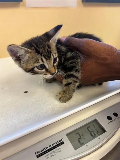 A baby small-sized male Domestic Short Hair cat named Tiger for adoption in Santa Maria, CA