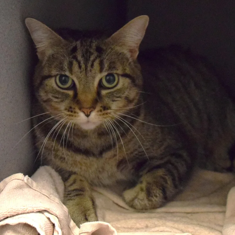 An adult medium-sized female Tabby (Gray / Blue / Silver) Domestic Short Hair cat named 22300 for adoption in Broken Arrow, OK