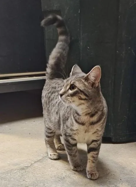 A young medium-sized female Tabby (Gray / Blue / Silver) Domestic Short Hair cat named Orchid for adoption in Wahpeton, ND