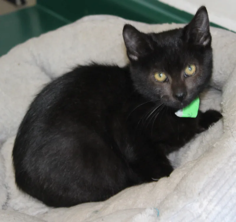 A baby medium-sized male Black Domestic Short Hair cat named Fleece for adoption in Huron, SD