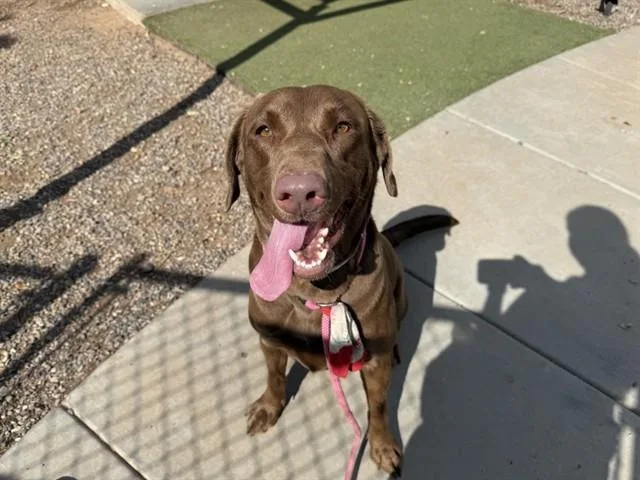 A young large-sized female Labrador Retriever dog named Dolce for adoption in Phoenix, AZ
