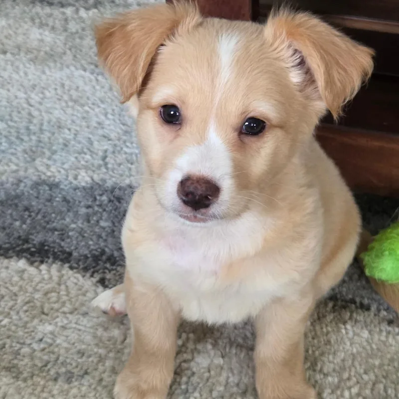 A baby medium-sized male Golden Terrier dog named Hunter for adoption in La Grange, KY