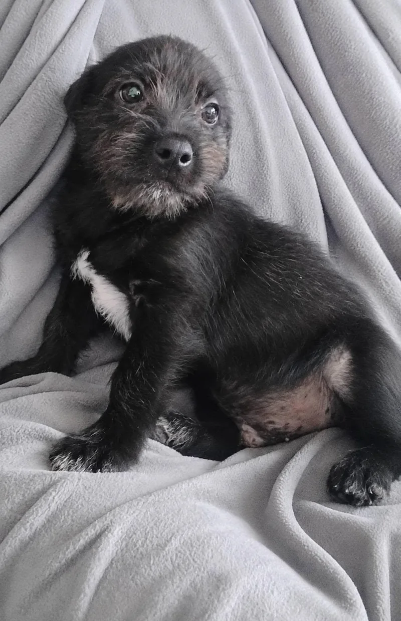 A baby medium-sized male Terrier dog named Briggs for adoption in Winter haven, FL